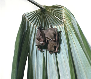 Tent-making bat (Uroderma bilobatum), three bats hanging from a leaf Tent-making bat (Uroderma bilobatum), three bats hanging from a leaf