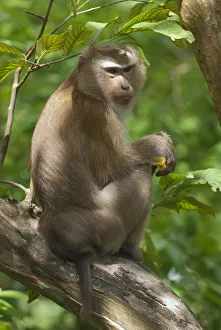 Thailand, Phuket, Phuket Town, Monkey Hill, monkey sitting on tree branch Thailand, Phuket, Phuket Town, Monkey Hill, monkey sitting on tree branch