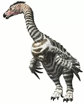 Prehistoric Animals Gallery: Therizinosaurus, scythe lizard, ofside view