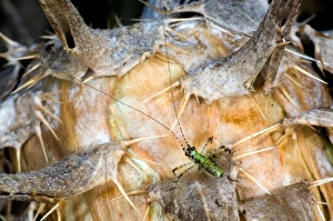 <b class=qtipBold><figcaption>Thistle. Cricket</figcaption></b><br><em>© Marka/Universal Images Group</em> Thistle. Cricket