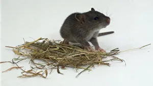 <b class=qtipBold><figcaption>Three-week-old rat on hay</figcaption></b><br><em>© Dorling Kindersley/UIG</em> Three-week-old rat on hay