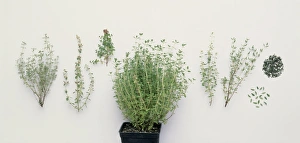 <b class=qtipBold><figcaption>Thyme: Chopped fresh leaves</figcaption></b><br><em>© Dorling Kindersley/UIG</em> Thyme: Chopped fresh leaves