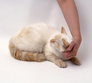 <b class=qtipBold><figcaption>Tickling cat on neck</figcaption></b><br><em>© Dorling Kindersley/UIG</em> Tickling cat on neck