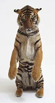 Tiger (Panthera tigris) standing up on hind legs, looking down, front view Tiger (Panthera tigris) standing up on hind legs, looking down, front view