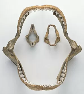 Tiger Shark jaw and teeth
