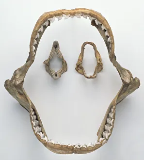 <b class=qtipBold><figcaption>Tiger Shark jaw and teeth</figcaption></b><br><em>© Dorling Kindersley/UIG</em> Tiger Shark jaw and teeth