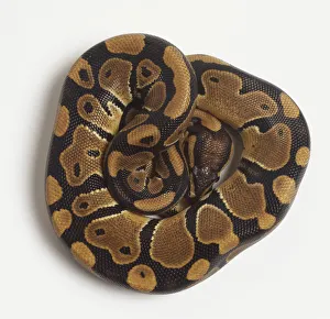 Ball Python (Python regius), Coiled, Close-Up View. Art