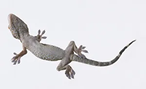 Tokay Gecko (Gekko gecko), underside Tokay Gecko (Gekko gecko), underside