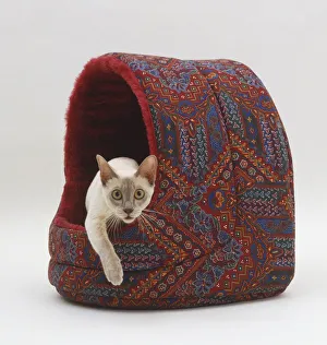 Tonkinese Cat (Felis silvestris catus) emerging from cave-like Cat bed, front view Tonkinese Cat (Felis silvestris catus) emerging from cave-like Cat bed, front view