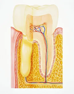 Tooth structure, ertical section, drawing Tooth structure, ertical section, drawing