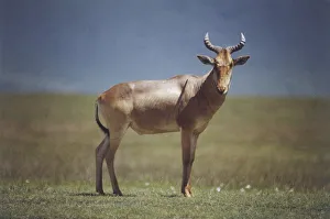 Topi, Damaliscus lunatus, standing, reddish brown body, lyrical shaped ringed horns Topi, Damaliscus lunatus, standing, reddish brown body, lyrical shaped ringed horns