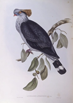 Topknot pigeon (Lopholaimus antarcticus), Engraving by John Gould Topknot pigeon (Lopholaimus antarcticus), Engraving by John Gould