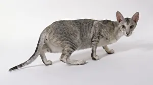 Tortie Black Silver Spotted Oriental shorthaired cat with facial blaze Tortie Black Silver Spotted Oriental shorthaired cat with facial blaze