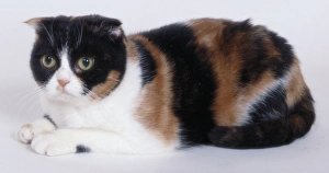 Tortie and White Scottish Fold cat with folded down ears emphasising round-shaped face Tortie and White Scottish Fold cat with folded down ears emphasising round-shaped face