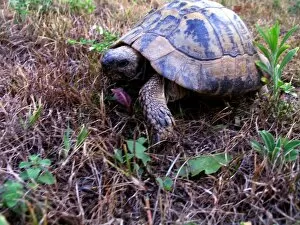 Images Dated 25th July 2003: Tortoise