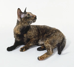 Tortoiseshell Cornish Rex with rounded rump and plush fur, lying down Tortoiseshell Cornish Rex with rounded rump and plush fur, lying down