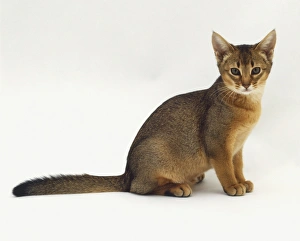 Tortoiseshell Oriental Shorthair Cat (Felis catus) sitting down, looking backwards Tortoiseshell Oriental Shorthair Cat (Felis catus) sitting down, looking backwards