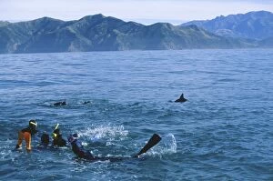 Tourists swimming with dusky dolphins, Kaikoura, South Island, New Zealand