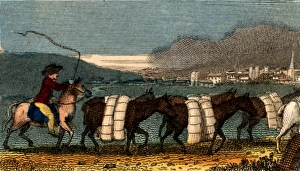 A train of pack horses carrying bolts (lengths) of woollen cloth for sale in the Cloth A train of pack horses carrying bolts (lengths) of woollen cloth for sale in the Cloth