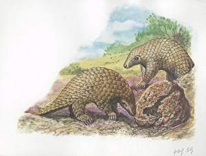 Tree Pangolins Manis tricuspis catching ants, illustration