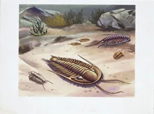 <b class=qtipBold><figcaption>Trilobite, illustration</figcaption></b><br>Trilobite, illustration Zoology<br><em>© DEA PICTURE LIBRARY</em> Trilobite, illustration