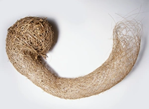 Tunnel shaped nest of a weaver bird (Ploceidae), made from dry grass, close-up Tunnel shaped nest of a weaver bird (Ploceidae), made from dry grass, close-up
