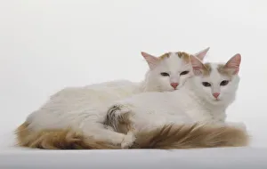 Two Turkish Van Cats (Felis silvestris catus) lying on their front side by side Two Turkish Van Cats (Felis silvestris catus) lying on their front side by side