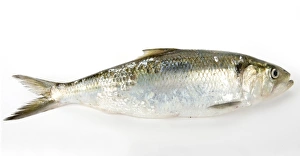 Twaite shad (Alosa pseudoharengus) Twaite shad (Alosa pseudoharengus)