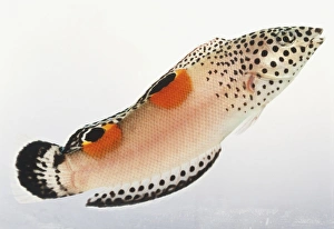 <b class=qtipBold><figcaption>Twinspot Wrasse</figcaption></b><br><em>© Dorling Kindersley/UIG</em> Twinspot Wrasse