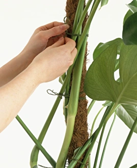 Tying Swiss Cheese Plant (Swiss cheese plant ) to moss pole using string Tying Swiss Cheese Plant (Swiss cheese plant ) to moss pole using string