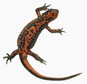 Underside view of Fire Bellied Newt (Cynops pyrrhogaster) Underside view of Fire Bellied Newt (Cynops pyrrhogaster)