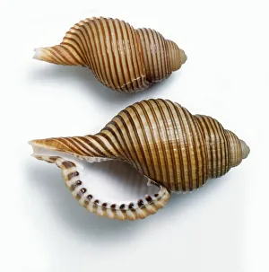 Top and underside view of Lesser girdled triton (Gelagna succincta) Top and underside view of Lesser girdled triton (Gelagna succincta)