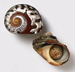 Side and underside view of South African turban shell (Turbo sarmaticus) Side and underside view of South African turban shell (Turbo sarmaticus)