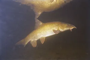 Underwater shot of a barbel fish hunting with its reflection on the surface Underwater shot of a barbel fish hunting with its reflection on the surface
