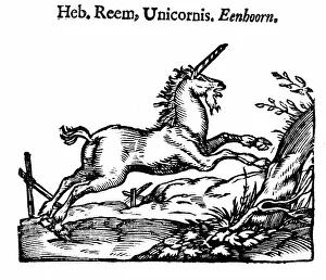 Unicorn (Heb. Reem, Unicornis. Eenhoorn). From Handelene van de Natuere (Amsterdam 1644) Unicorn (Heb. Reem, Unicornis. Eenhoorn). From Handelene van de Natuere (Amsterdam 1644)