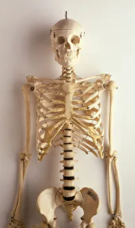 Upper part of human skeleton, skull, spinal column, ribcage, shoulders, collar bones Upper part of human skeleton, skull, spinal column, ribcage, shoulders, collar bones