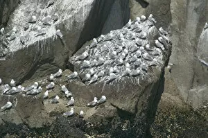 USA, Alaska, colony of kittiwake seagulls perching on rock