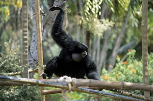 USA, Hawaii, Honolulu, Kapahulu Avenue, Honolulu Zoo, Siamang, Hylobates syndactylus USA, Hawaii, Honolulu, Kapahulu Avenue, Honolulu Zoo, Siamang, Hylobates syndactylus