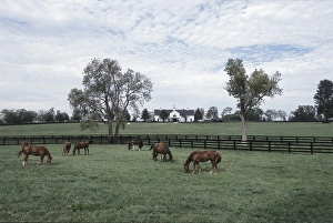 Usa, kentucky, thoroughbred race horses grazing in pastures near lexington Usa, kentucky, thoroughbred race horses grazing in pastures near lexington
