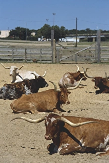 USA, Texas, Fort Worth, longhorn cattle, front view USA, Texas, Fort Worth, longhorn cattle, front view