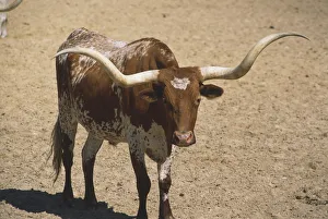 USA, Texas, Fort Worth, longhorn, front view USA, Texas, Fort Worth, longhorn, front view