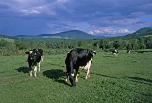 USA, Vermont, Holstein cows grazing in green fields with mountains in background USA, Vermont, Holstein cows grazing in green fields with mountains in background