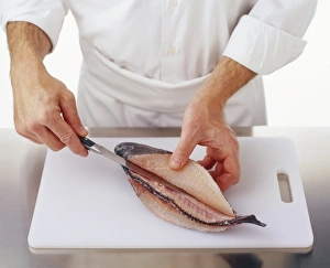 Using a filleting knife to cut down the back of a black sea bass, from tail to head Using a filleting knife to cut down the back of a black sea bass, from tail to head