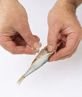 Using fingers to sprinkle salt inside belly of raw sprat Using fingers to sprinkle salt inside belly of raw sprat
