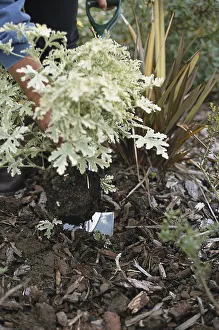 Using garden fork to dig in well-rotted manure Using garden fork to dig in well-rotted manure