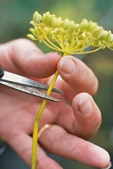 Using garden scissors to remove fennel flowerhead containing seeds