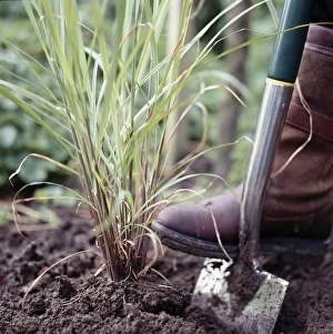 Using garden spade to lift tender plants Using garden spade to lift tender plants