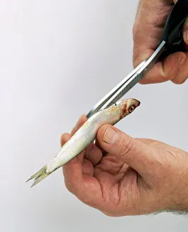 Using scissors to cut along belly of sprat Using scissors to cut along belly of sprat