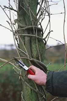Using secateurs to prune a wisteria attached to a wooden support