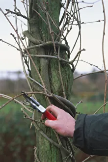 Using secateurs to prune a wisteria attached to a wooden support Using secateurs to prune a wisteria attached to a wooden support